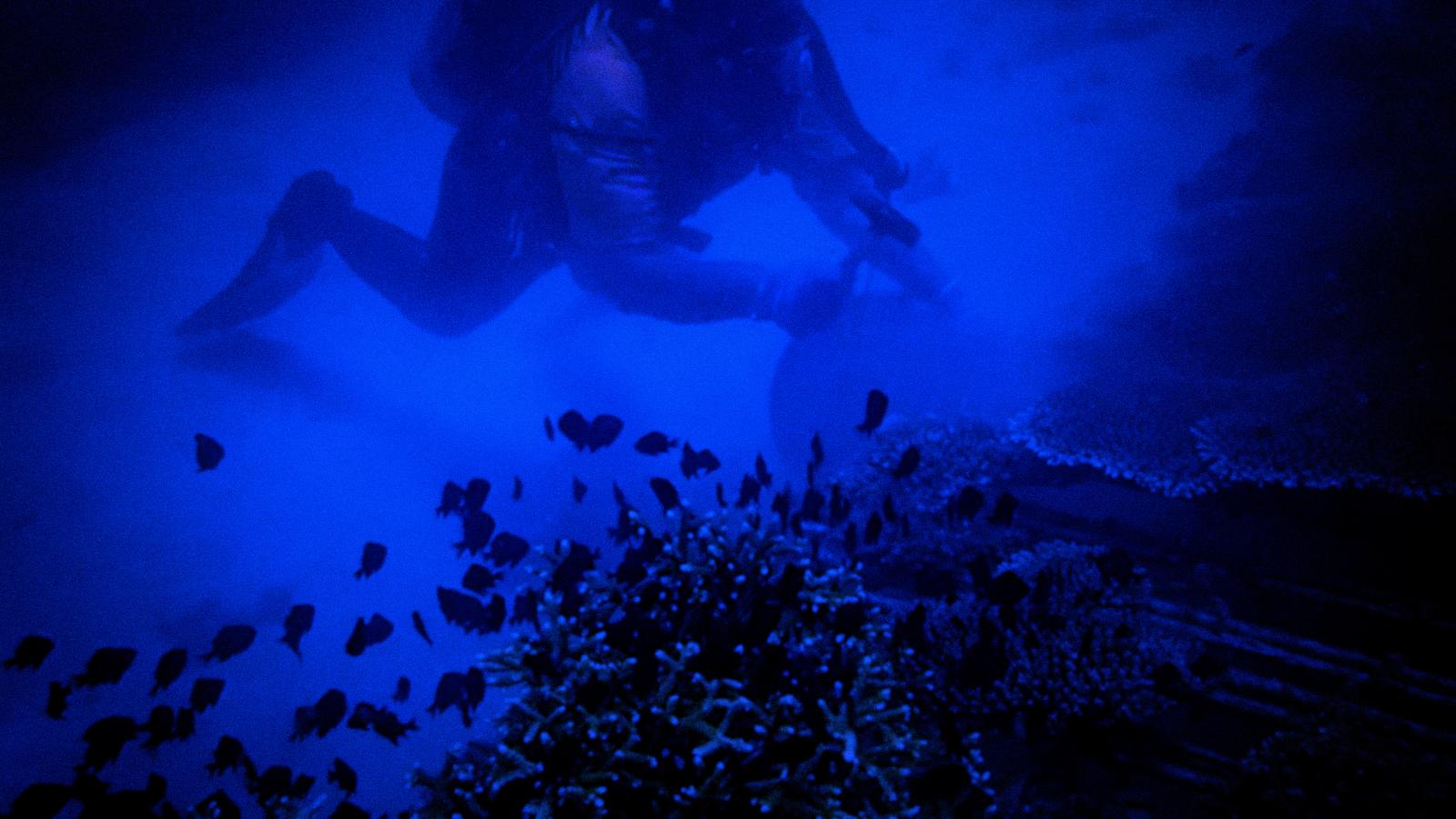A blue-and-black film still of a diver working above a coral embankment. A school of fish is clustered at the bottom of the image. The diver is working with their hands, but it is difficult to distinguish what object they are holding. 