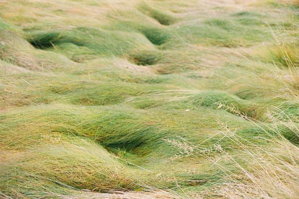 Grass blowing in the wind