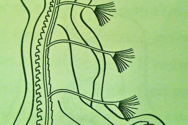 A green page with a line drawing in profile of a woman meditating. Her spine is visible, with multiple tassle-ended strands emerging at chakra locations.